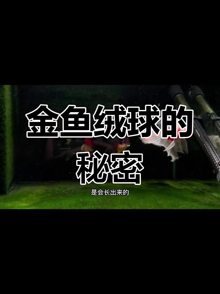 金鱼鼻花变大成绒球?原来是这样!