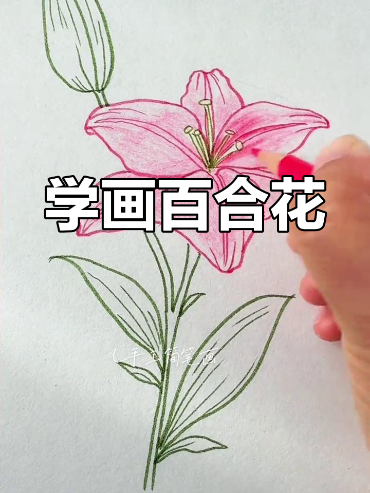 轻松画出可爱百合花,简单步骤教你画花瓣与叶子