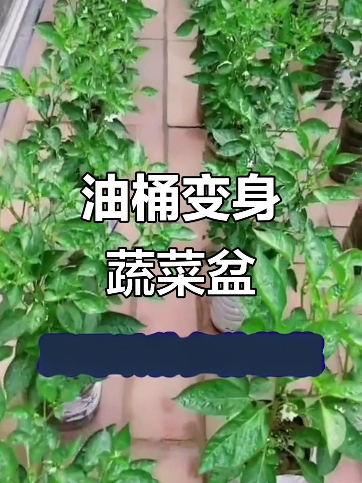 废油桶变种菜神器,自动浇水省力又环保