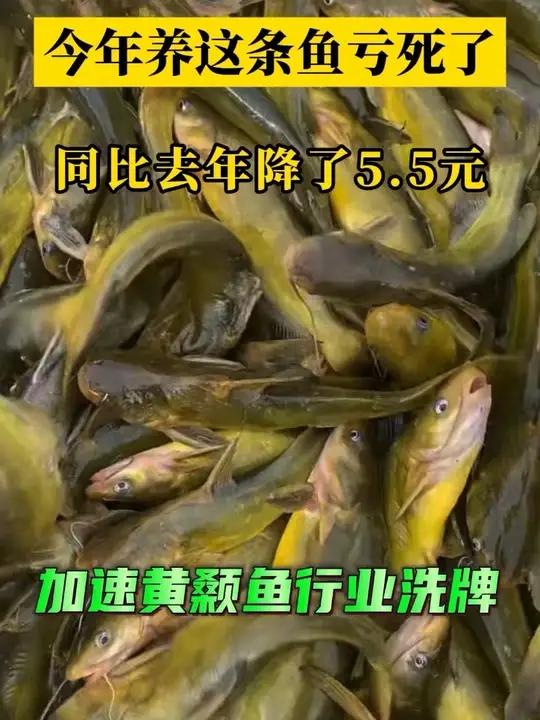 本周多数地区黄颡鱼价格保持稳定,仅湖北地区出现小幅下滑,单斤下跌0.5元。难道真要提前躺平