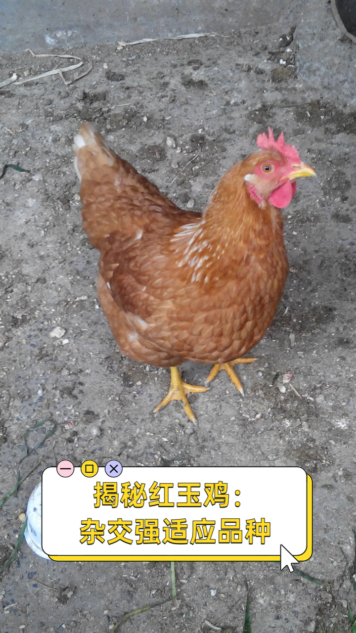 揭秘红玉鸡:杂交强适应品种