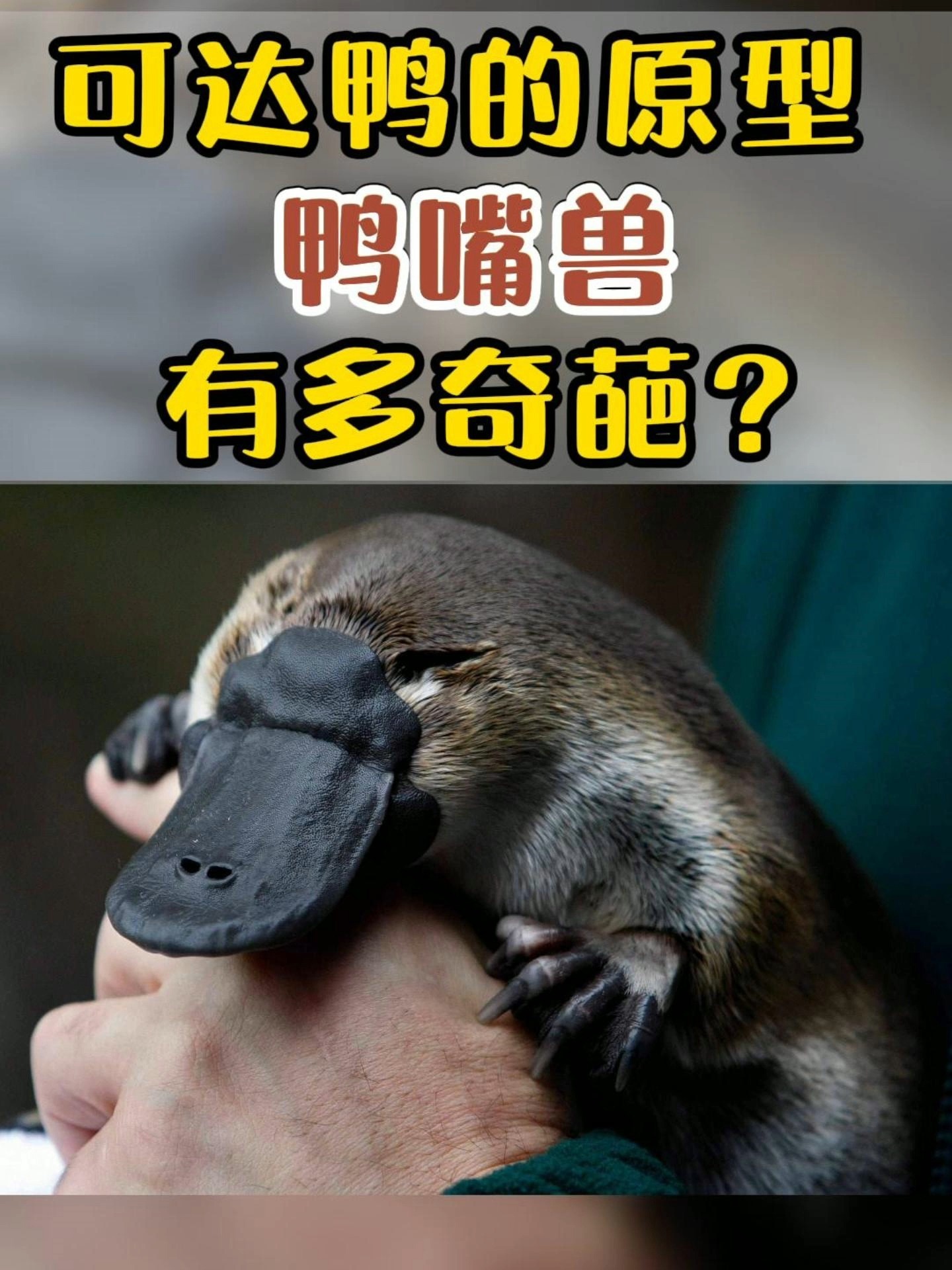 可达鸭的原型鸭嘴兽,有多奇葩?