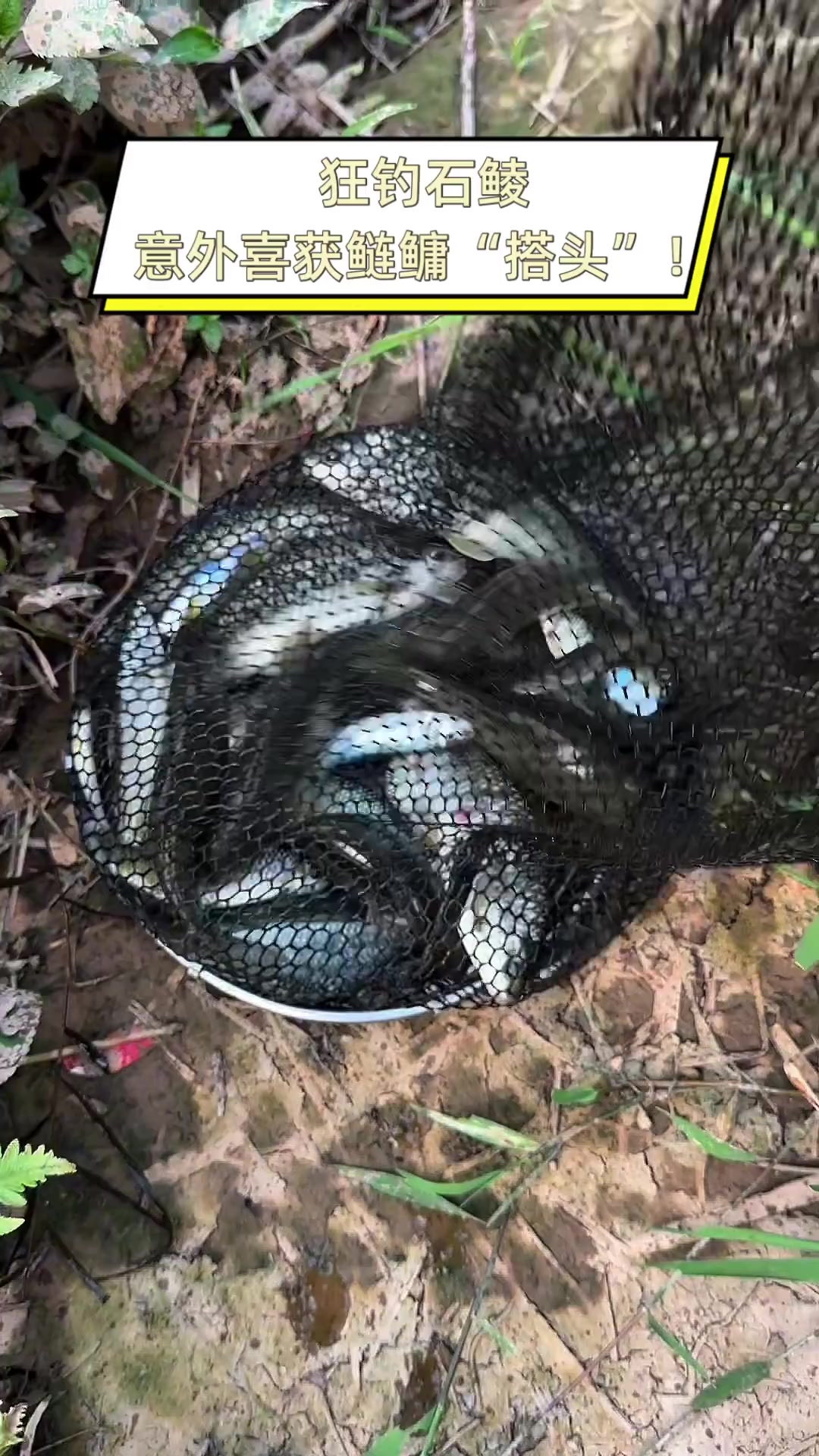 狂钓石鲮,意外喜获鲢鳙“搭头”!