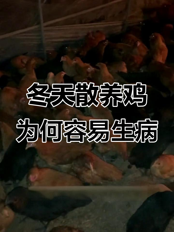 冬季散养鸡易生病?这四大原因你得知道