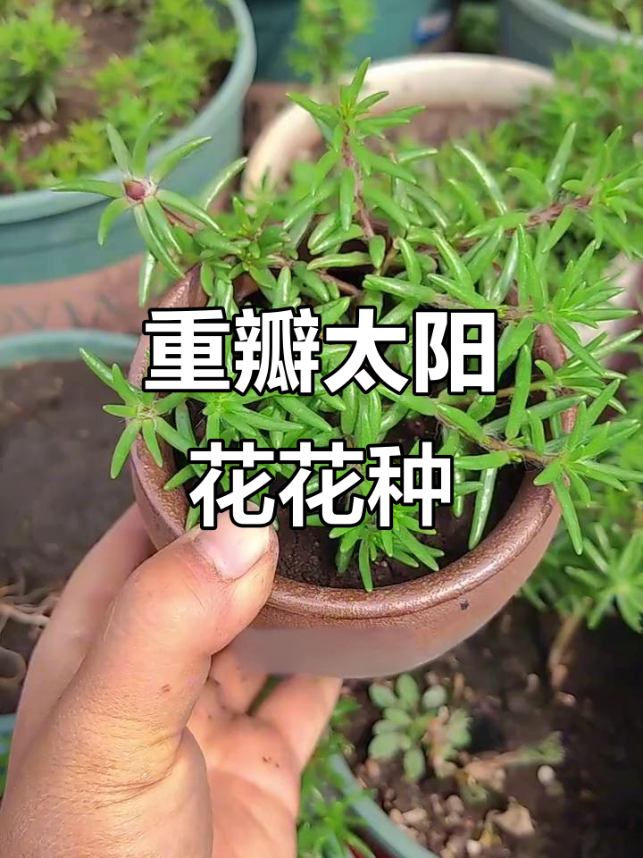 太阳花重瓣品种,种子播种与枝条扦插皆可
