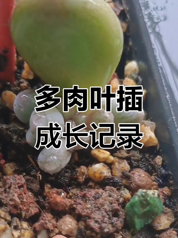 叶插的慢时光:从一片叶子到新生命的诞生