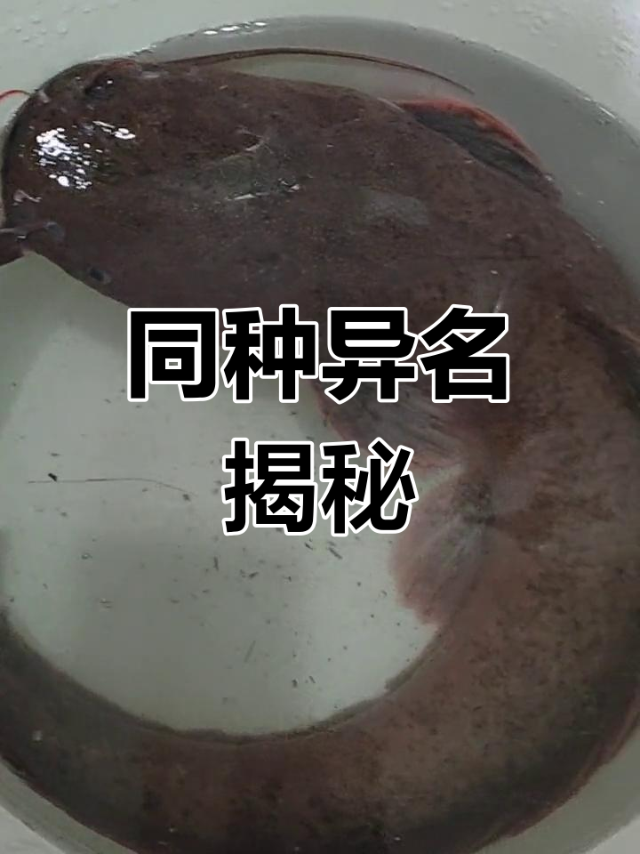 台湾称土虱,大陆鲢鱼或胡子鲢,它们是同一种生物吗?