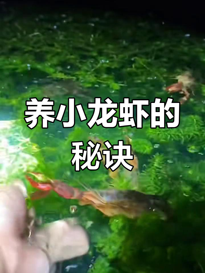 小龙虾养殖技巧:如何让它们长得又大又干净