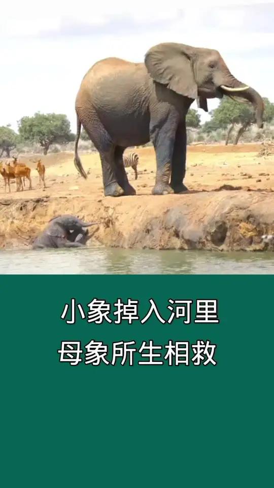大象掉入河里母象舍身相救 自然界动物各种奇特捕食画面大全 动物生存竞争