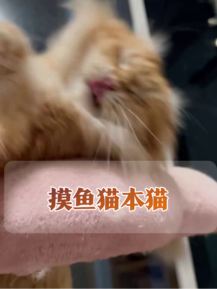 橘猫摸鱼被抓包 表情管理彻底失控