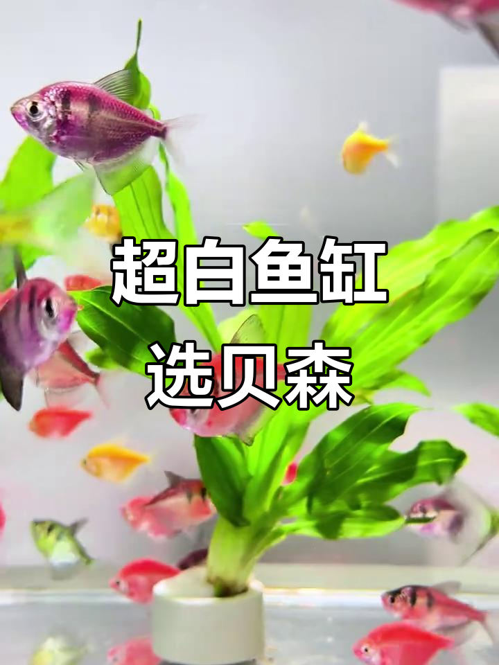 贝森超白鱼缸，养小鱼小虾必备神器
