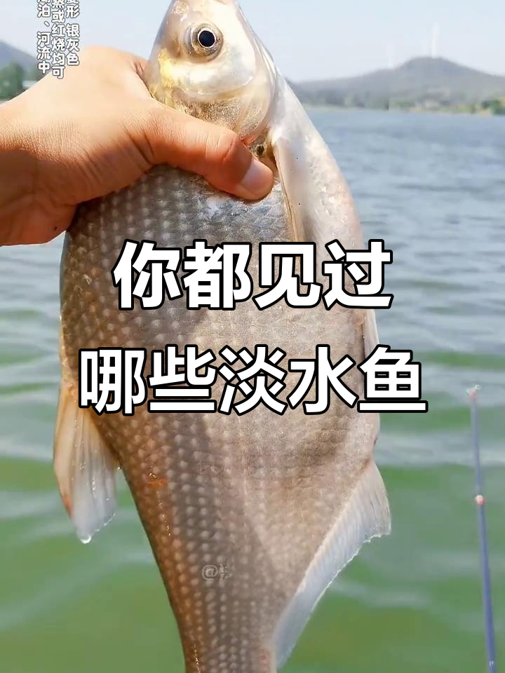 淡水鱼大揭秘:这些你都认识吗?