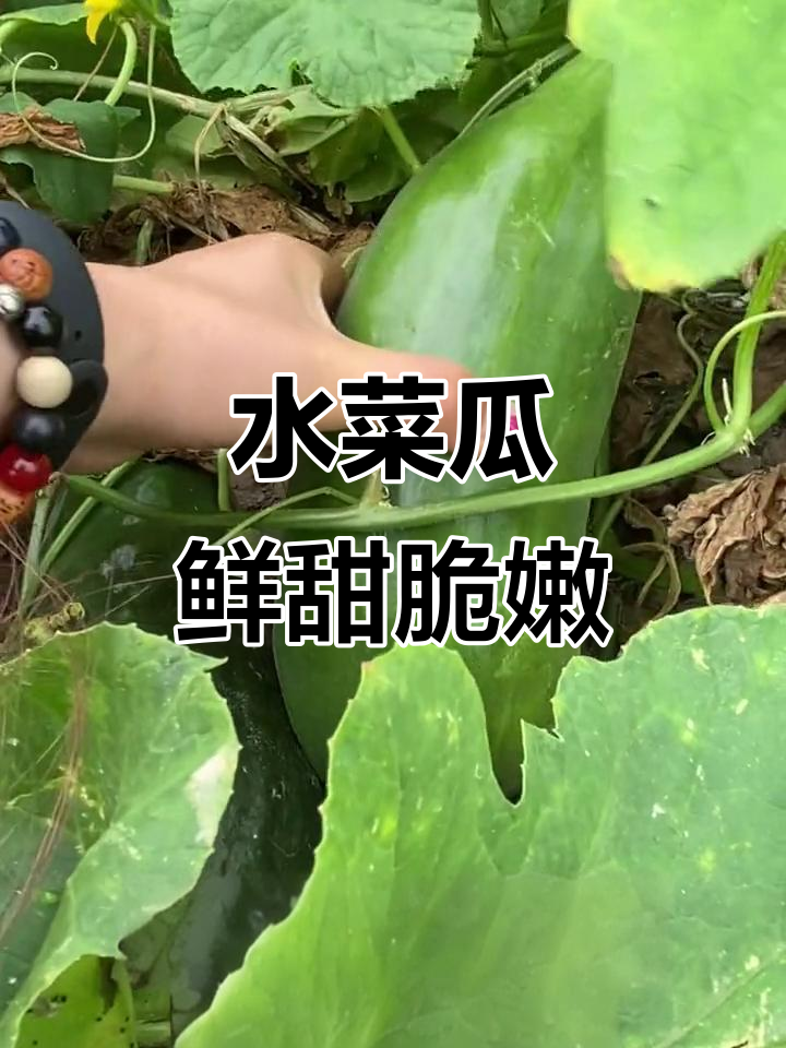 新鲜水菜瓜,脆嫩多汁,农家风味十足