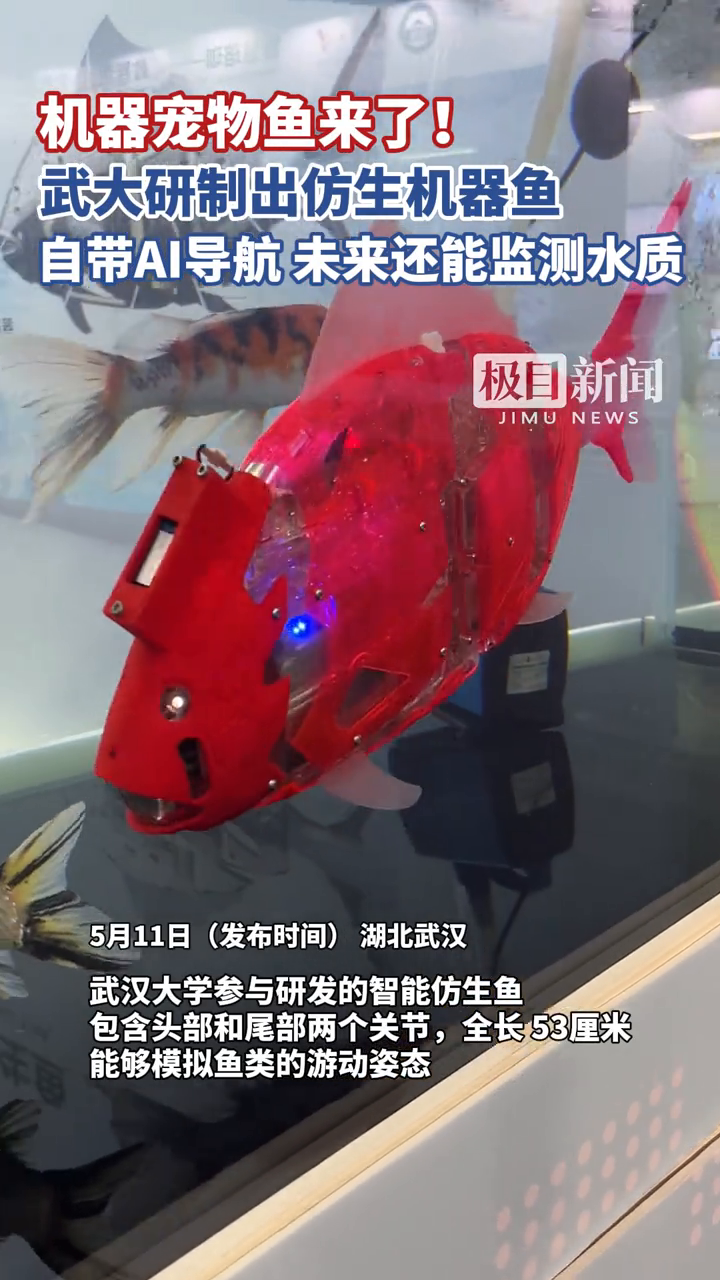 机器宠物鱼来了!鱼缸里摇头摆尾灵活漫游,真鱼傻傻把它当同类