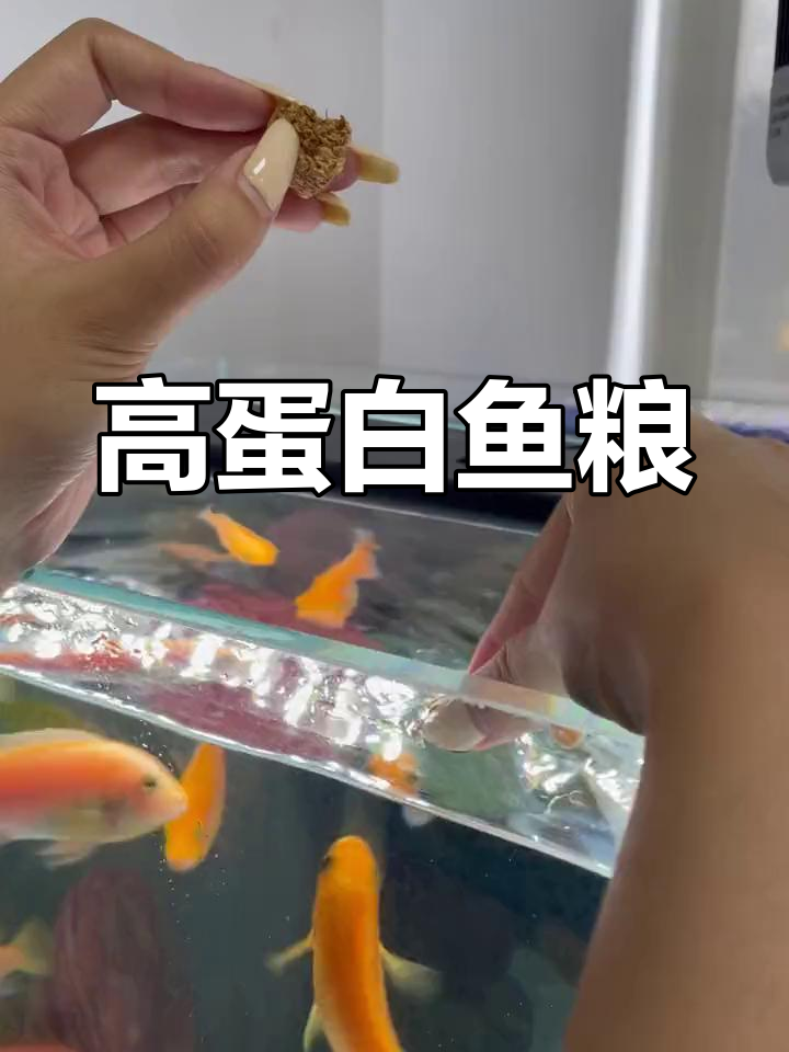 鱼儿最爱的丰年虾饲料,营养又美味