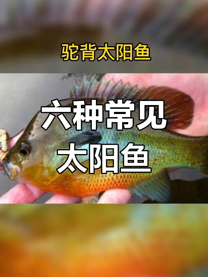 太阳鱼种类大揭秘,你能分清吗?