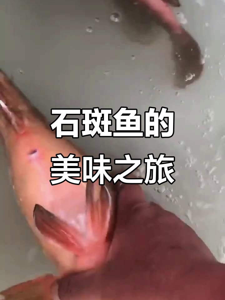 舟山海鲜大揭秘:石斑鱼的肥美与成长