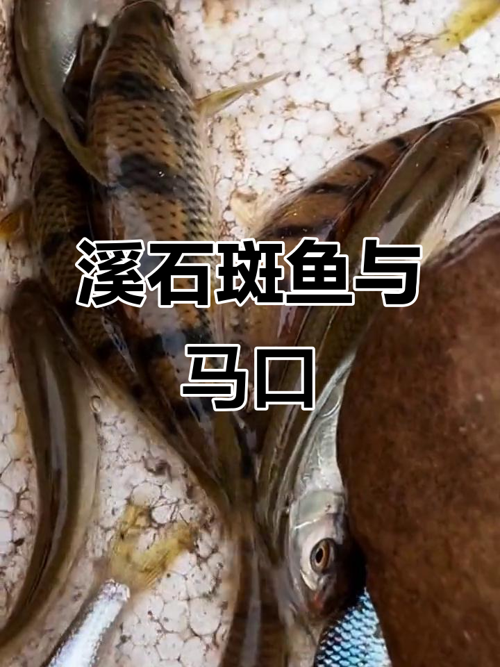 石斑鱼和马口鱼的独特美味,辣椒炒制下饭又下酒