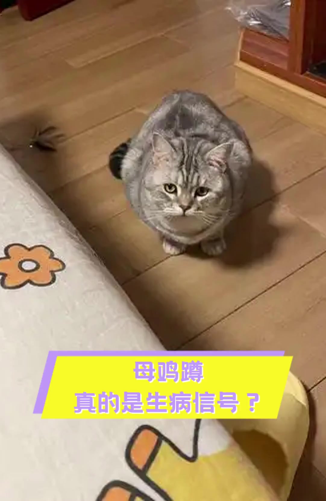 母鸡蹲,真的是生病信号?