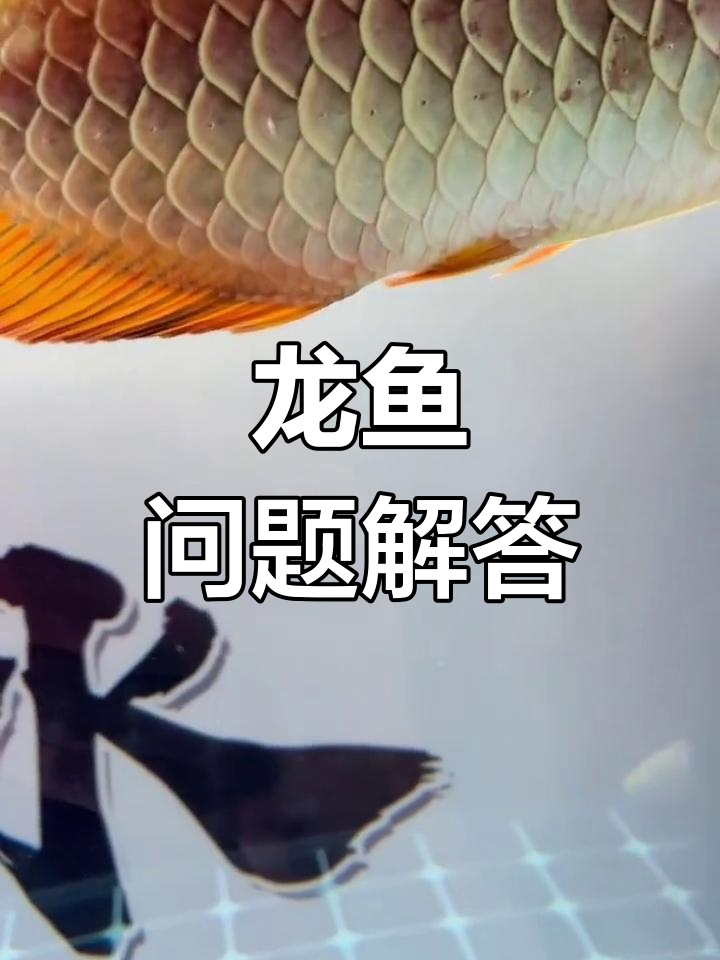 龙鱼炸鳞、撑缸?三剑客来帮忙解决!