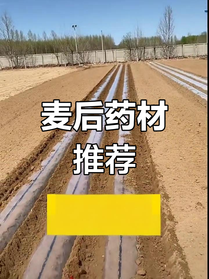 麦收前后适合种植的药材品种