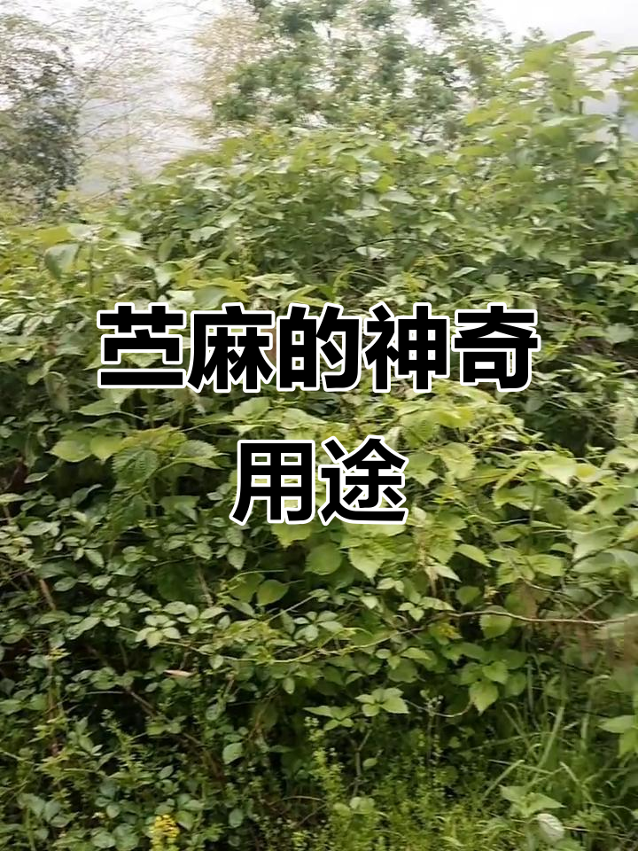 苎麻全身都是宝,叶子织布、茎皮做绳,连青团也能吃!