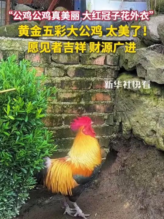 黄金五彩大公鸡,真的太美了!愿见者吉祥,财源广进!