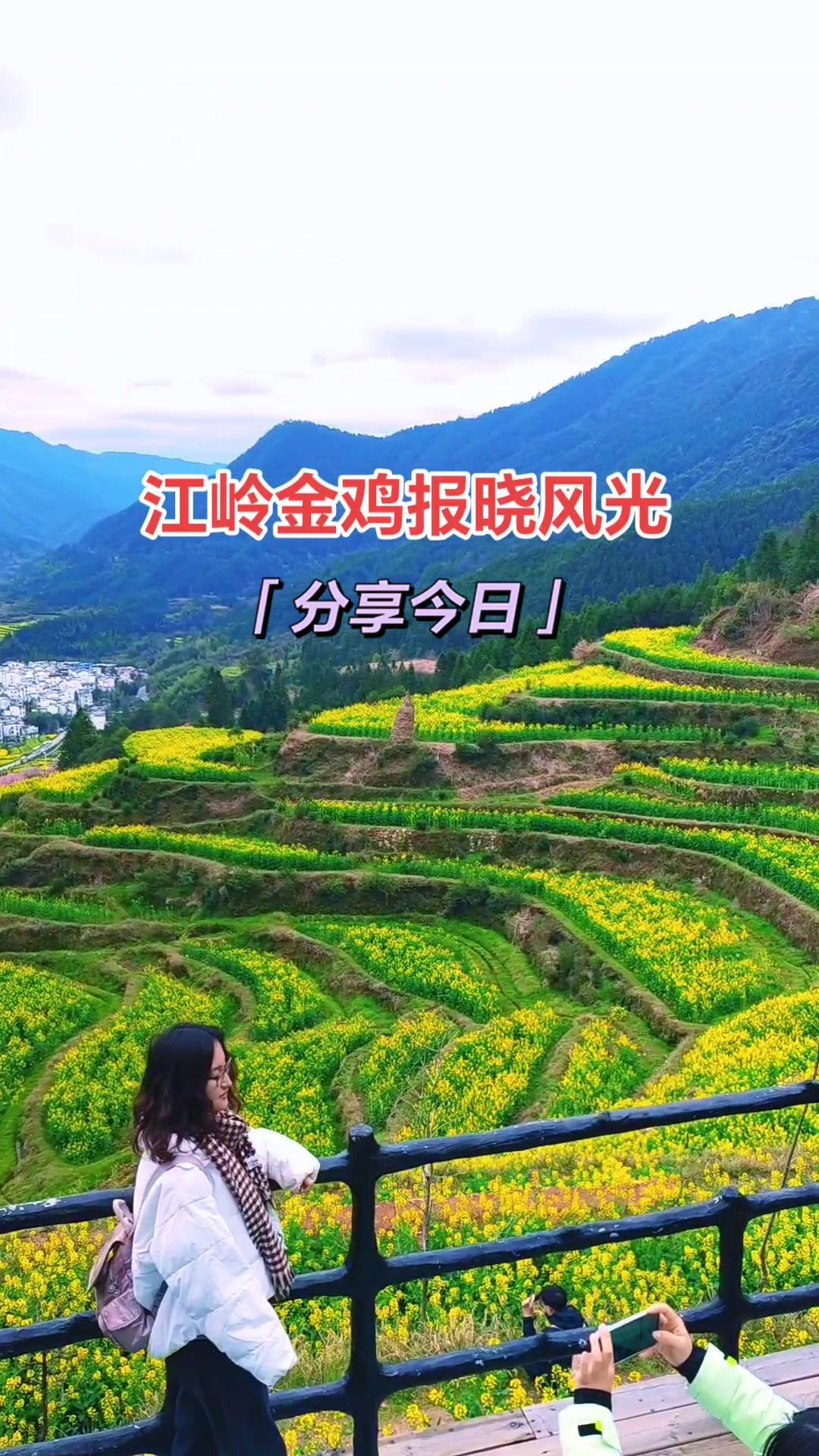 打卡江岭金鸡报晓观景台梯田油菜花海 旅行推荐官 抖音带你去赏花 关注我带你去旅行 婺源旅游