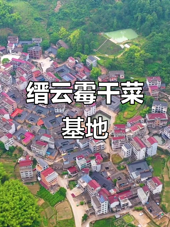 缙云乡村特色产业:霉干菜种植面积超百亩,了解一下?