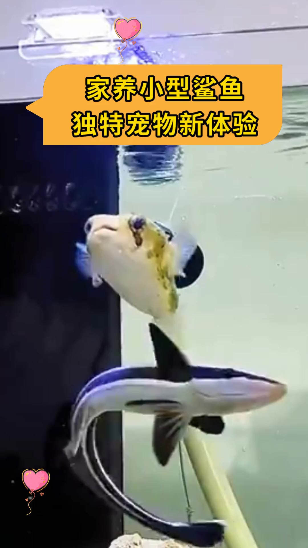 家养小型鲨鱼,独特宠物新体验