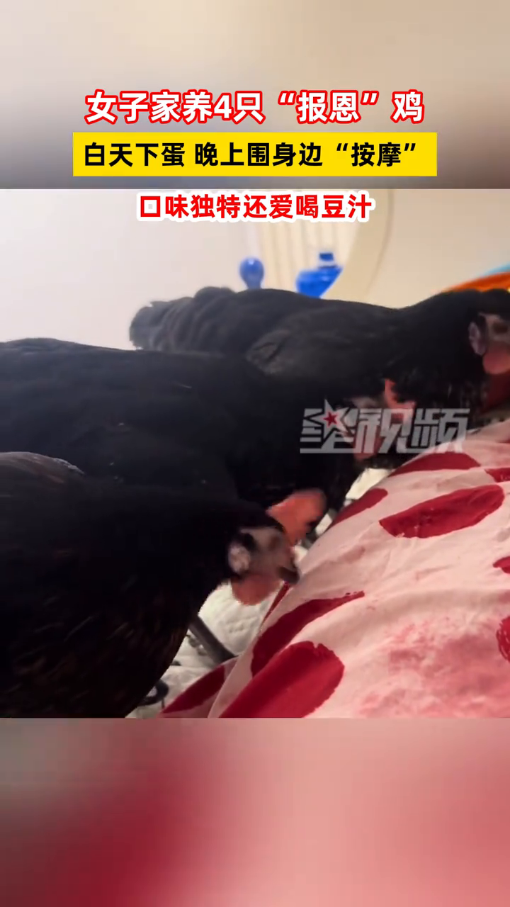 女子家养4只“报恩”鸡,白天下蛋晚上围身边“按摩”