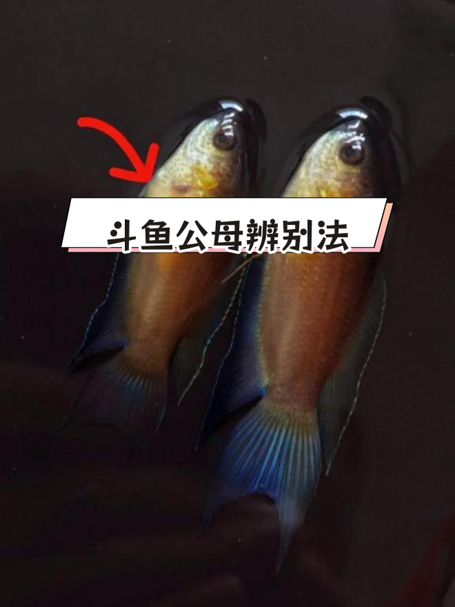 中国斗鱼公母区分技巧,轻松掌握