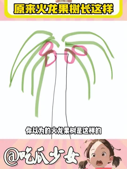 你知道火龙果树长什么样子吗?科普一下 娱乐评赏大赛
