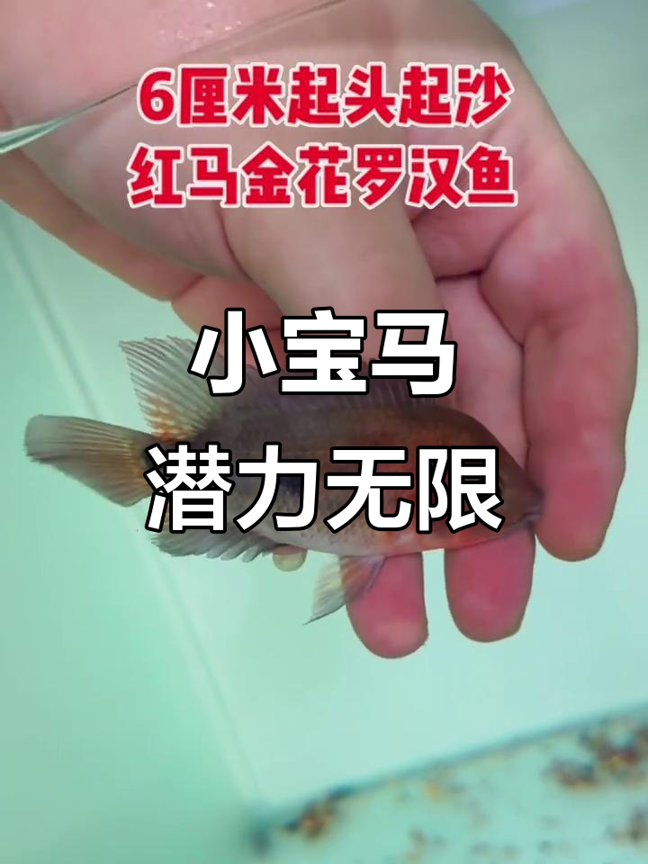 小宝马潜力股,六公分大尾奇等你挑战