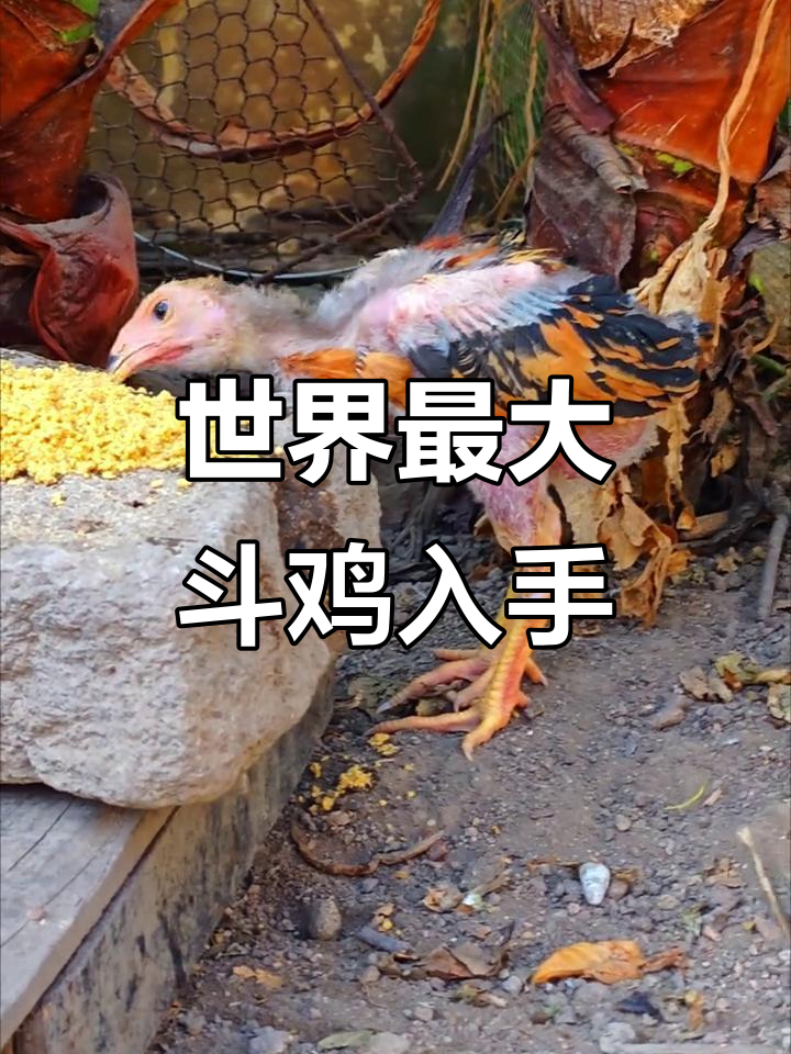 发现世界上最大的斗鸡品种,巴西巨鸡终于到手!
