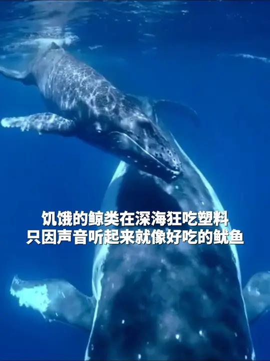 近期,一项研究发现,鲸类会因为塑料的回声与鱿鱼的相似而将其误食。海洋污染 鲸鱼 海洋塑料污