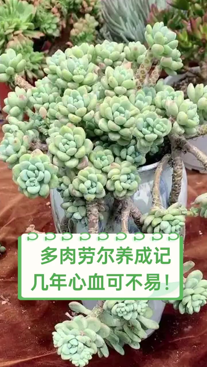 多肉劳尔养成记,几年心血可不易!