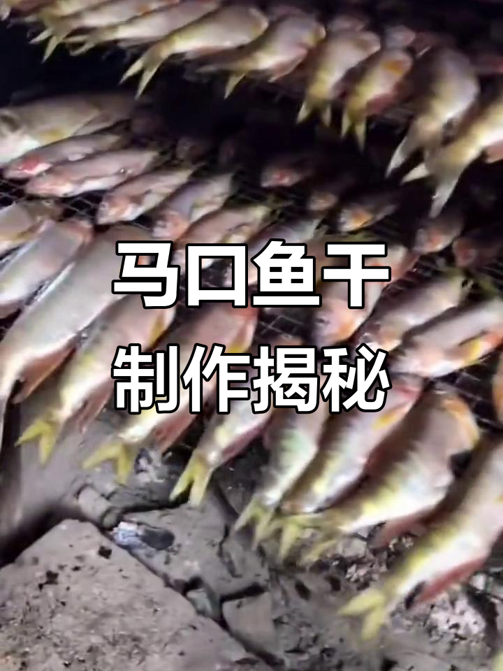 桃花鱼干烤制揭秘,五六斤鲜鱼才能做出一斤美味!
