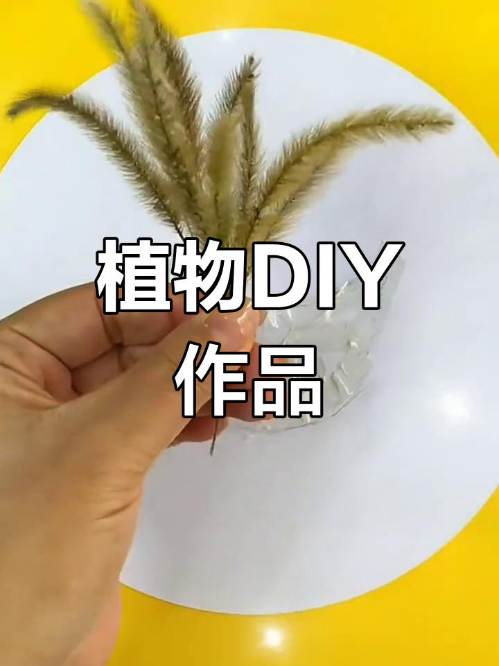 用植物打造亲子手工,小鸡找妈妈