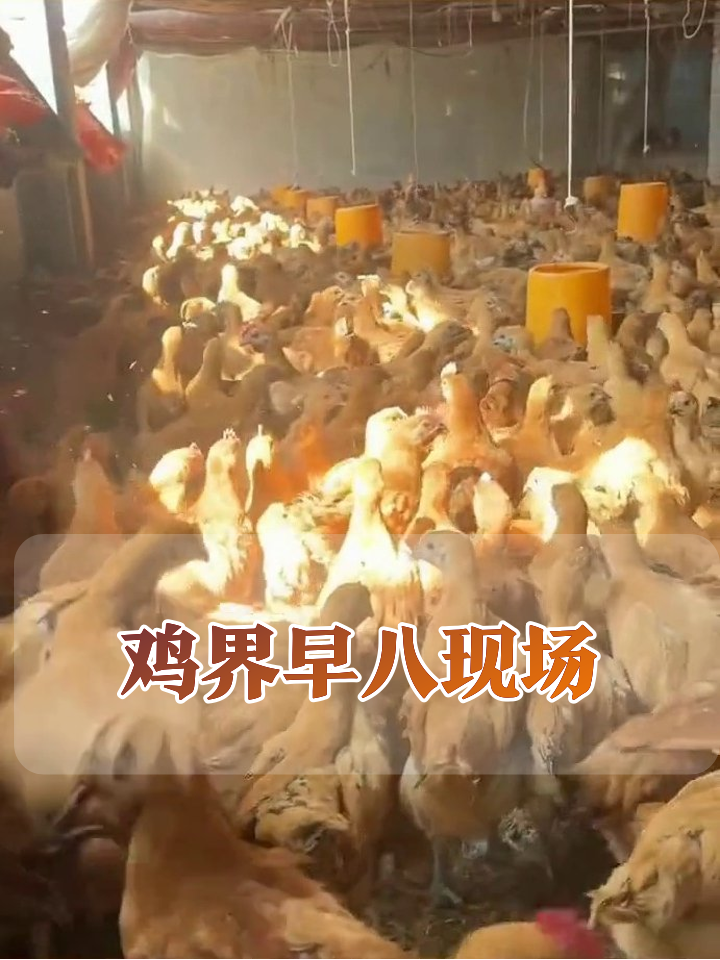 养鸡场秒变鸡界早八现场!密密麻麻挤到起飞,干饭魂觉醒太真实