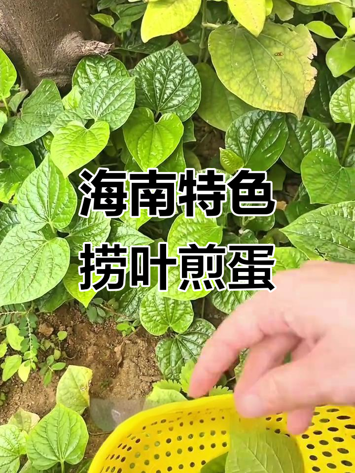 海南捞叶煎蛋,简单又美味!