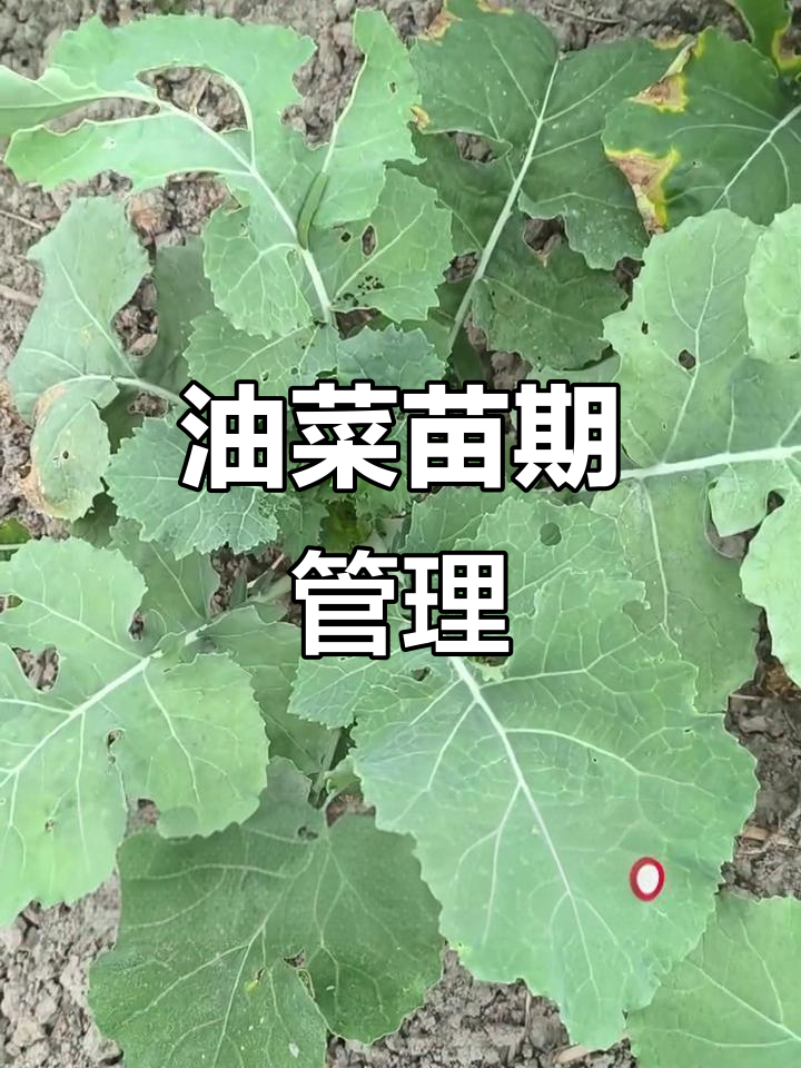 11月油菜苗期病虫害防治,确保全苗生长与丰收