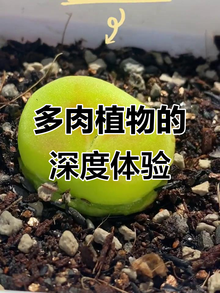 沉浸式多肉植物体验,带你进入精彩世界