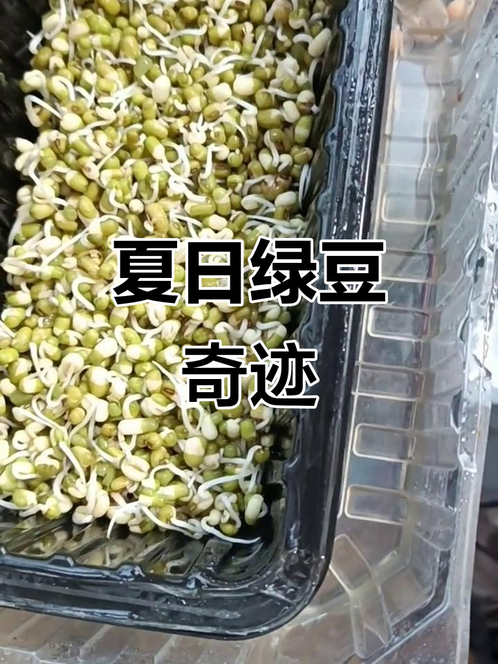 2022年7月27日:绿豆36小时速长,水碰即得新鲜菜!