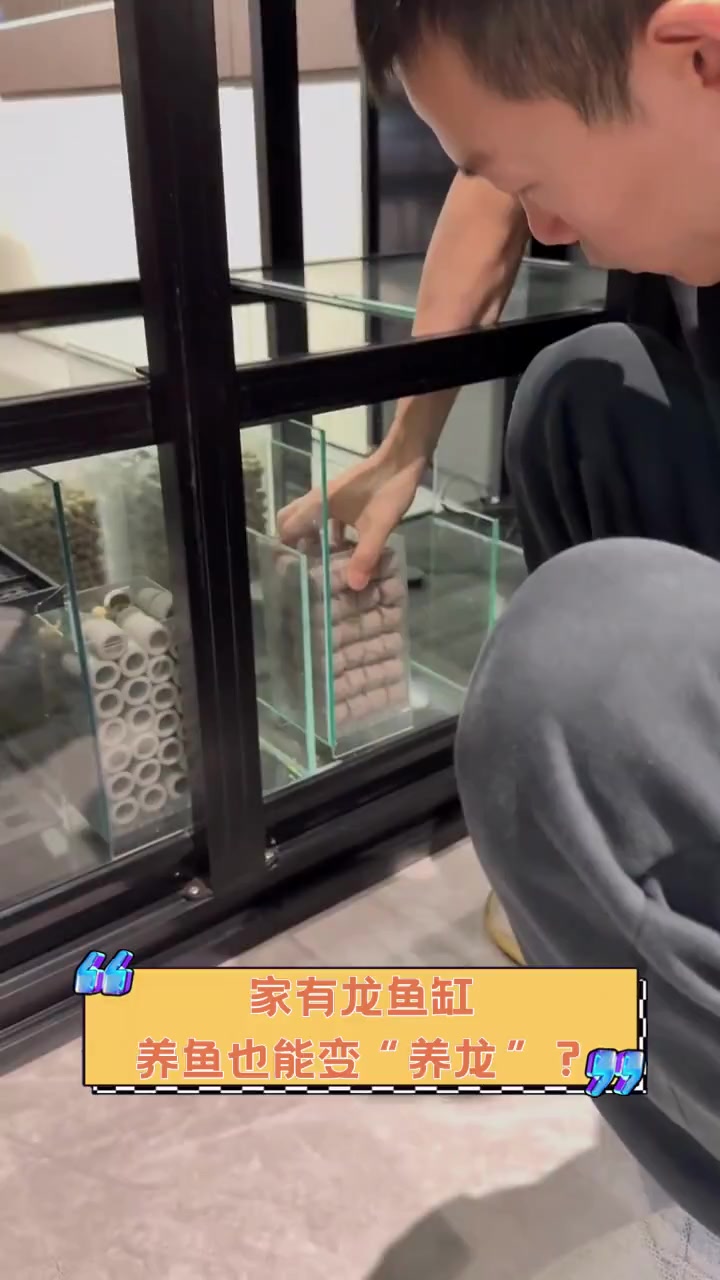 家有龙鱼缸,养鱼也能变“养龙”?