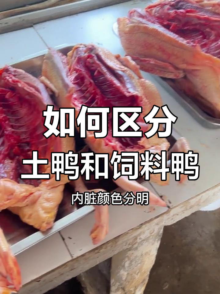 散养土鸭与饲料鸭的肉质差异大揭秘