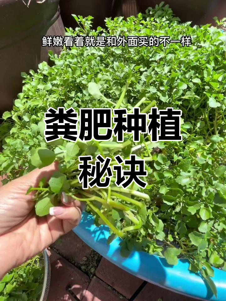 用狗屎种菜,居然味道更鲜美!真是神奇又实用的小窍门