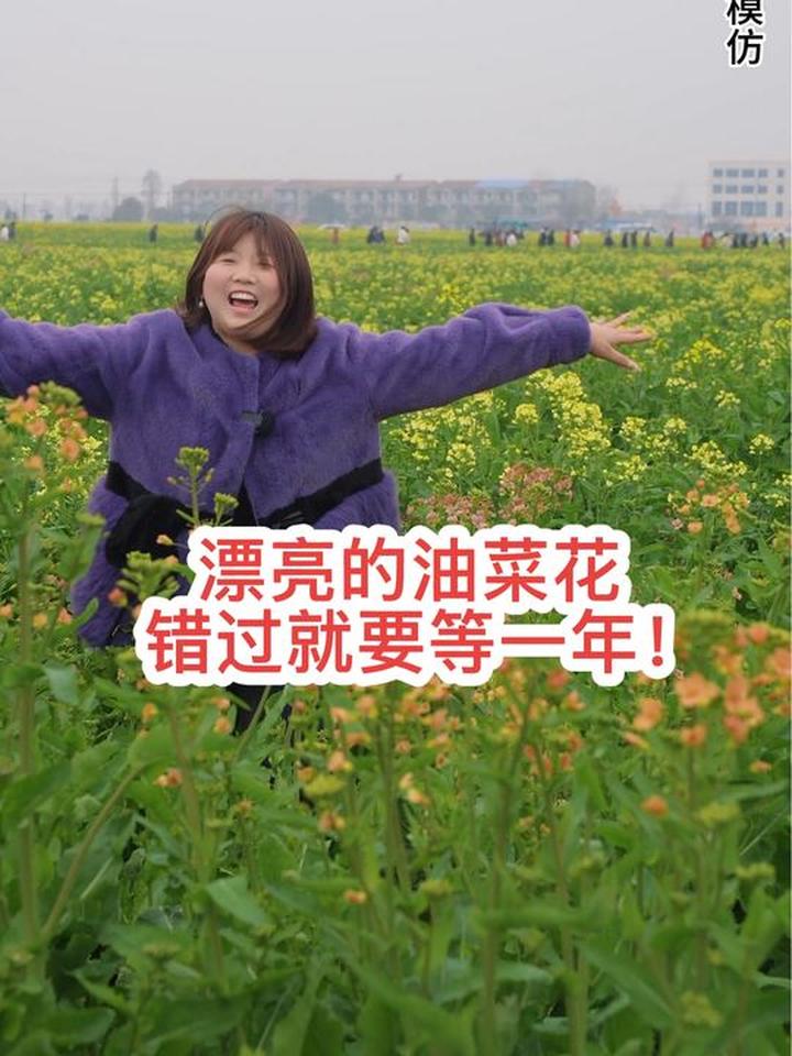 不用远跑，云梦胡金店油菜花海好吃好玩好出片