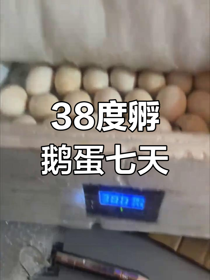 38度恒温孵化鹅蛋,第七天照蛋结果揭晓