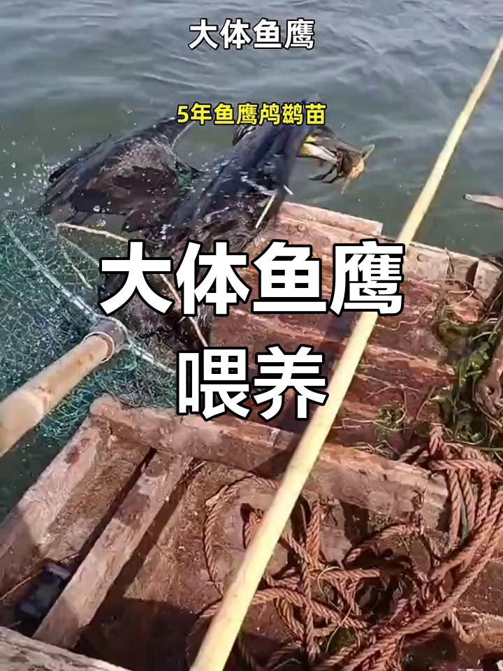 5年鱼鹰鸬鹚苗成长记录
